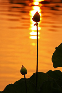 沙尔克连续七场联赛不胜：逆风中的热爱与重生之路