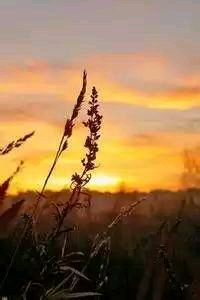 文胖：尼克斯决心围绕核心阵容建队，最终可能与唐斯签订短期续约合同